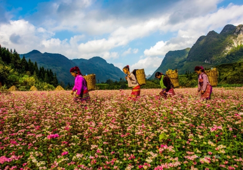 TOUR HÀ GIANG 3 NGÀY 3 ĐÊM KHỞI HÀNH TỪ CẦN THƠ